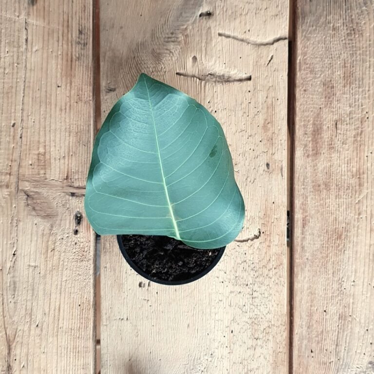 verrbeitete rustikale Fichtenbretter aus Altholz mit grünen Blatt als Deko