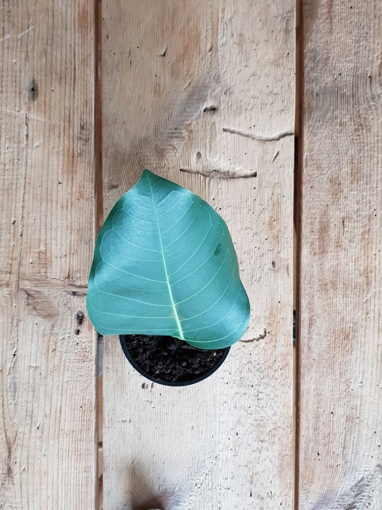 Holzoberfläche aus Altholzdielen mit dekorativem Blatt, rustikaler Look und individuelle Holzstruktur